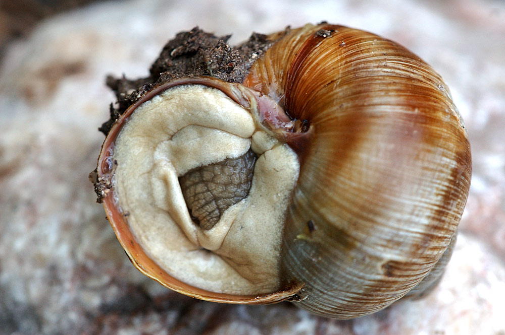 Schnecke im Haus