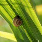 Schnecke im Haus