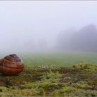 Schnecke im Haus auf Zaunpfahl im Nebel ....