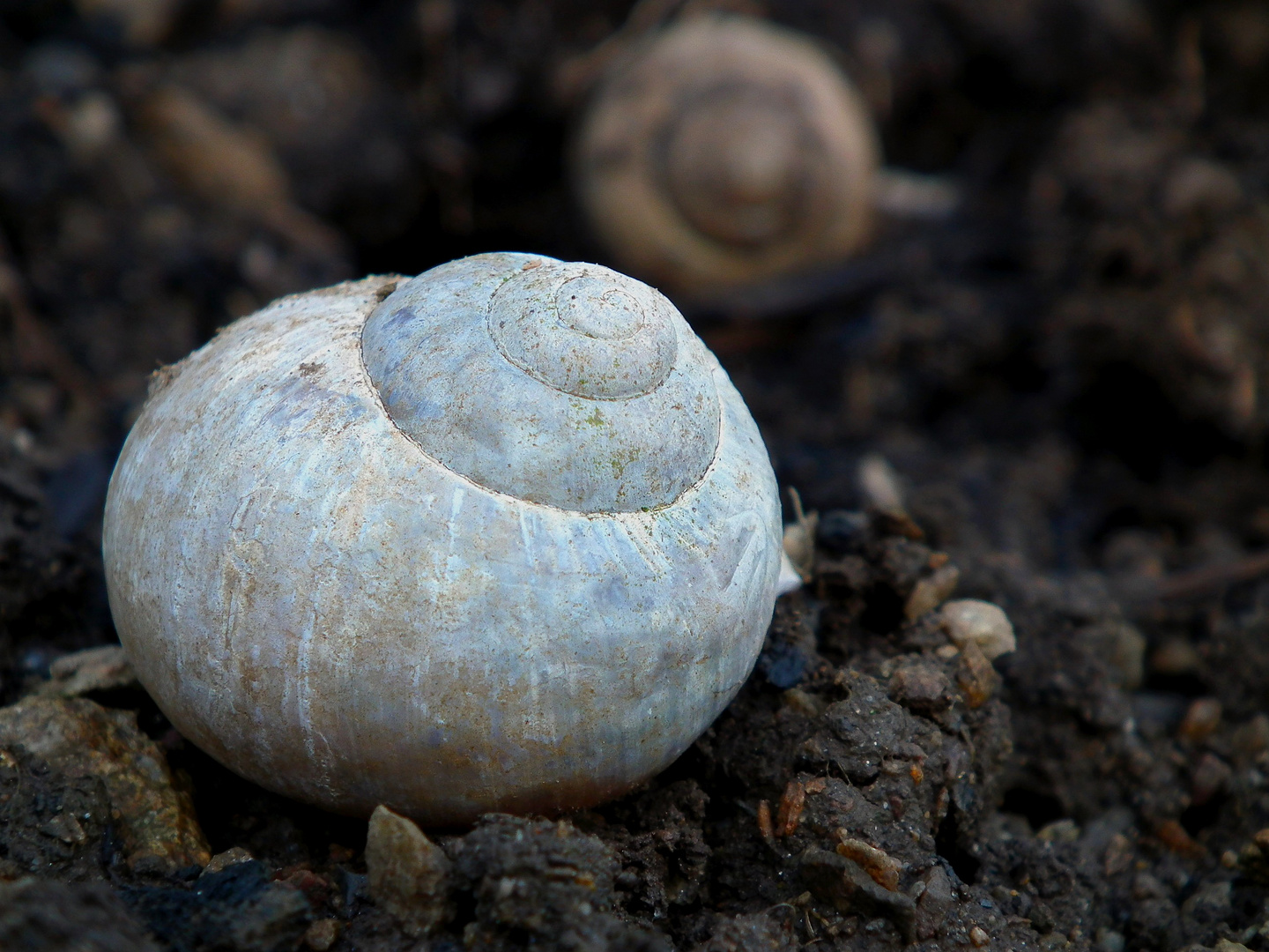 Schnecke im Heimischen Garten