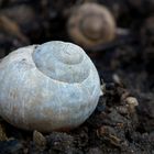 Schnecke im Heimischen Garten