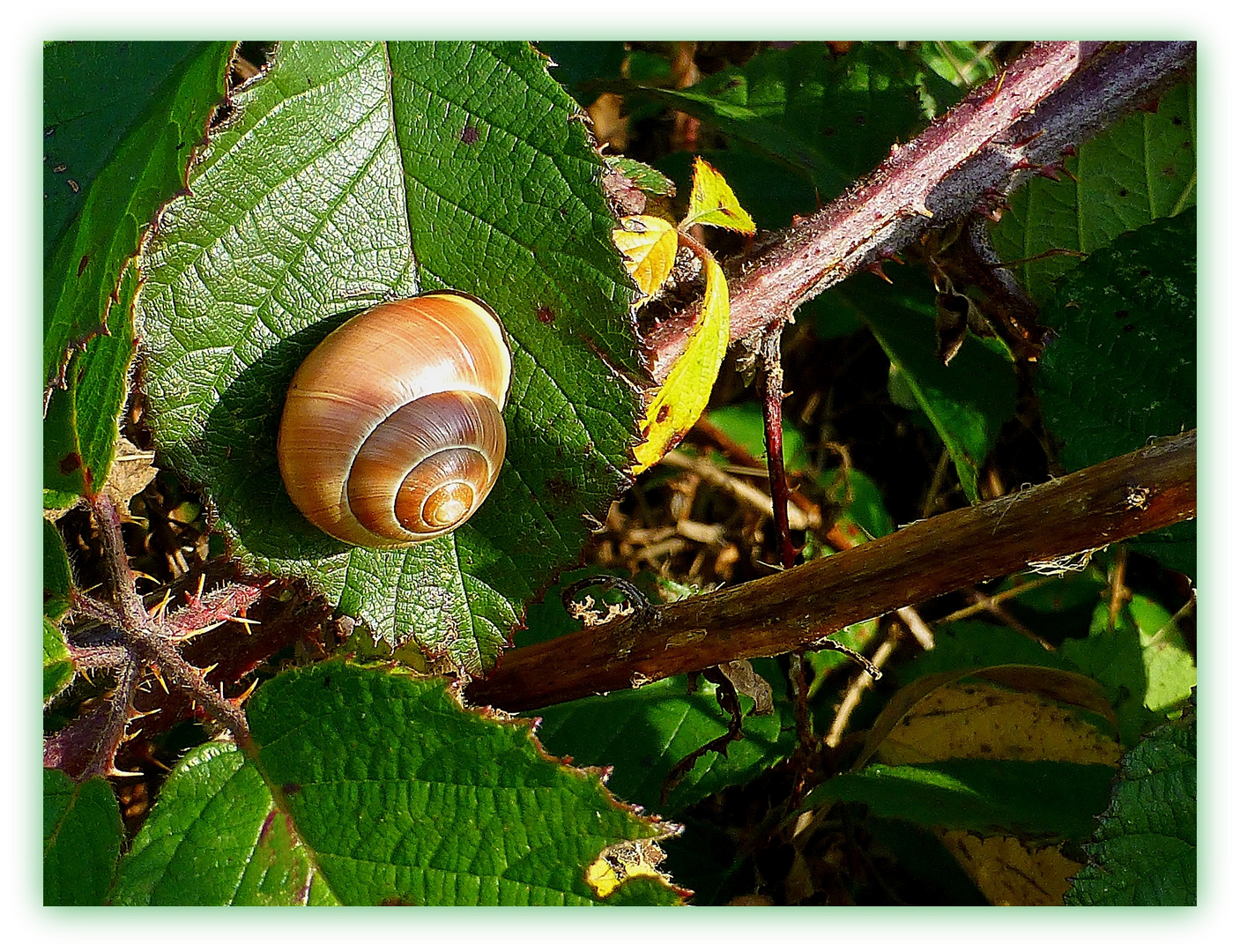 Schnecke im Herbstlicht