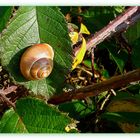 Schnecke im Herbstlicht