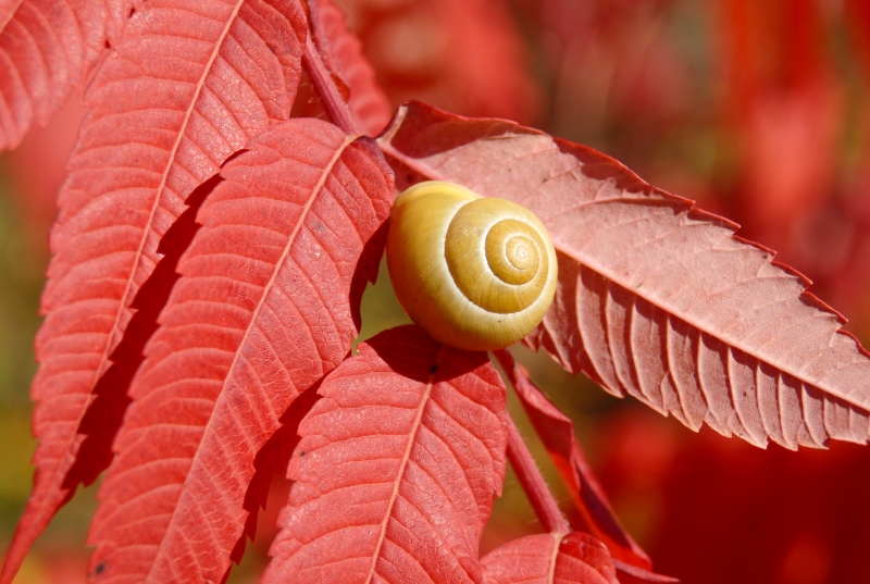 schnecke im herbstrot