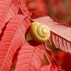 schnecke im herbstrot