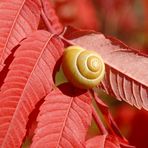 schnecke im herbstrot