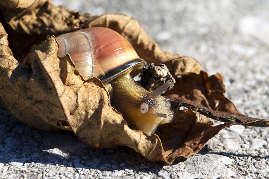 Schnecke im Kokon-1