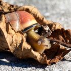 Schnecke im Kokon-1