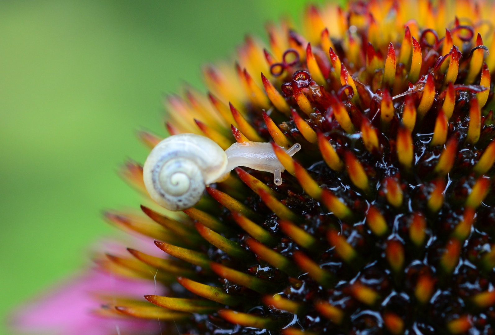 Schnecke im Labyrinth