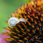 Schnecke im Labyrinth