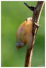 Schnecke im Licht