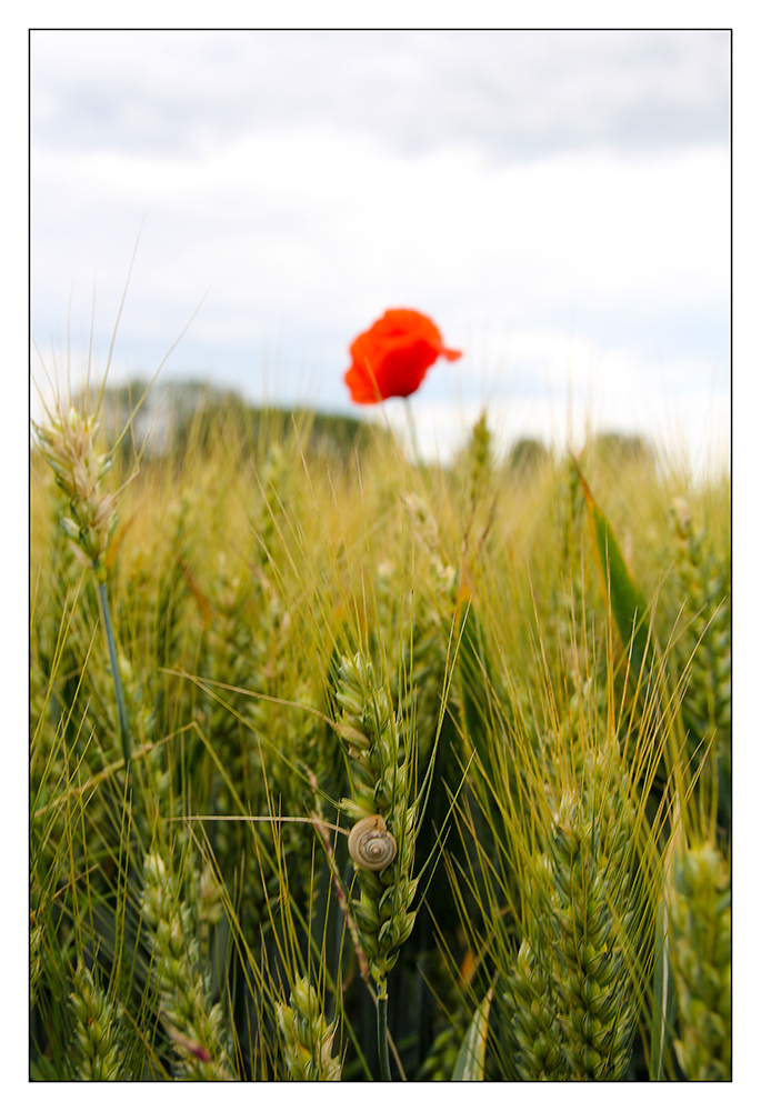 Schnecke im Mohnfeld