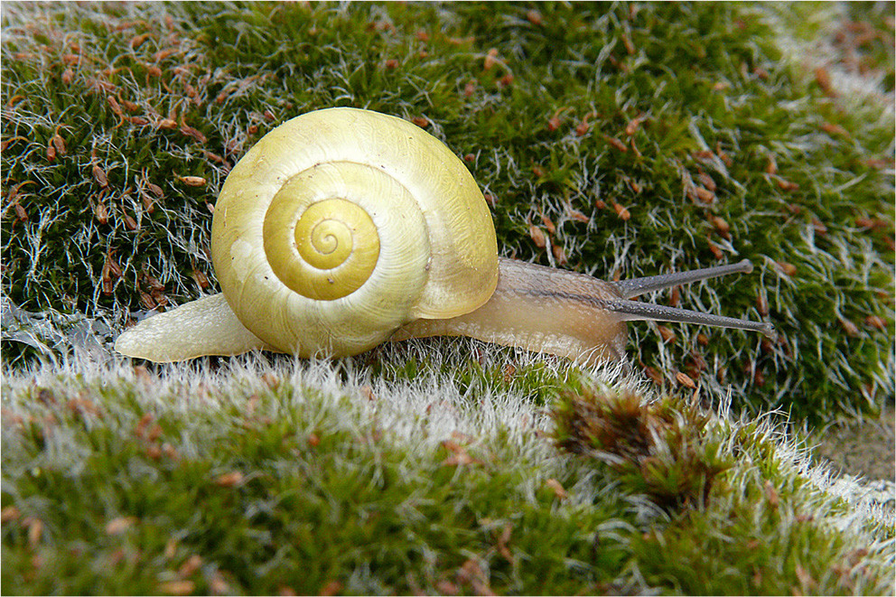 "Schnecke im Moos"