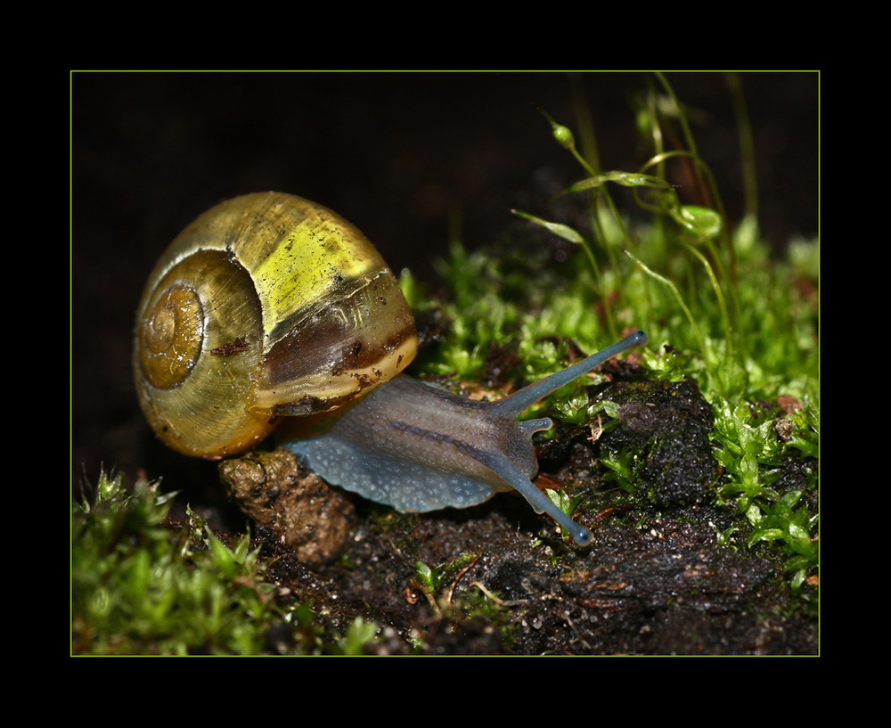 Schnecke im Moos