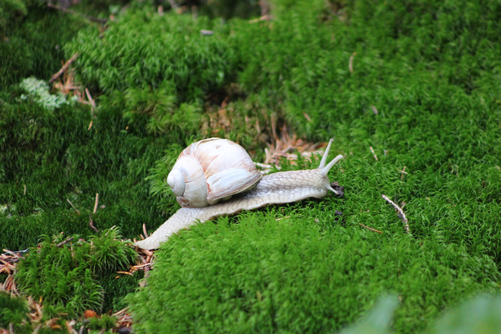 Schnecke im Moos