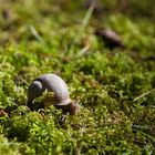 Schnecke im Moos