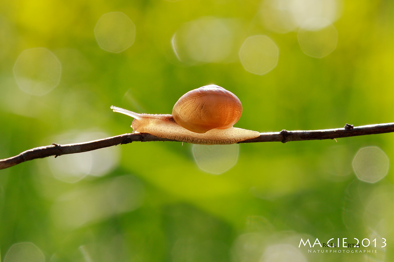 Schnecke im morgendlichen Gegenlicht