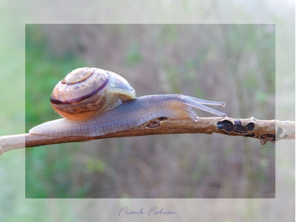 Schnecke im Morgentau