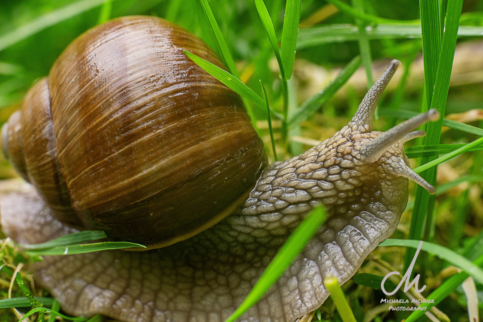 Schnecke im nassen Gras