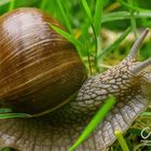 Schnecke im nassen Gras