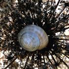 SCHNECKE IM NEST