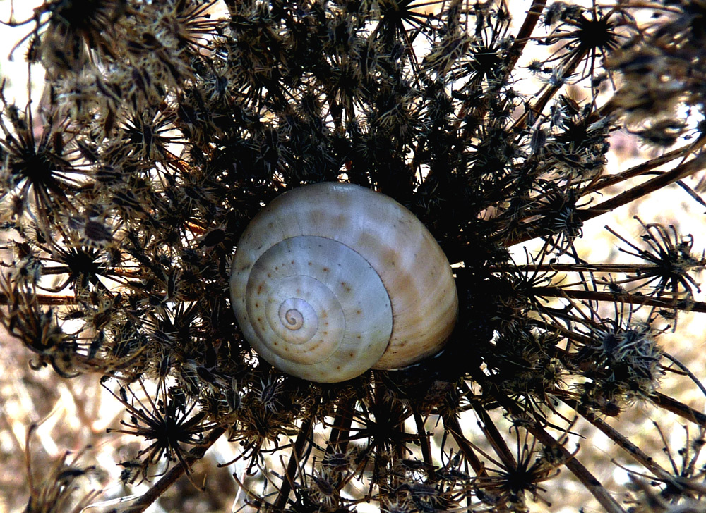 SCHNECKE IM NEST