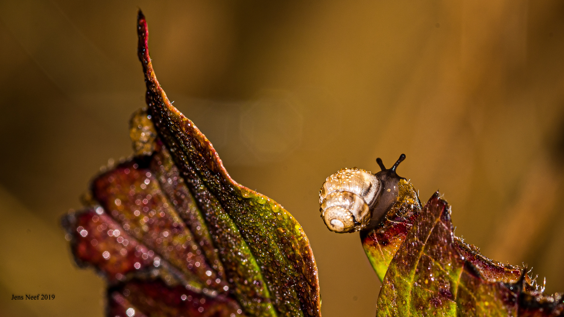 Schnecke im Perlenkleid