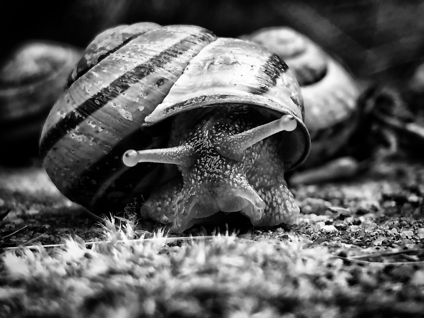 Schnecke im Portrait