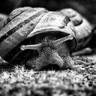 Schnecke im Portrait