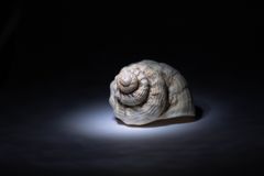 Schnecke im Rampenlicht