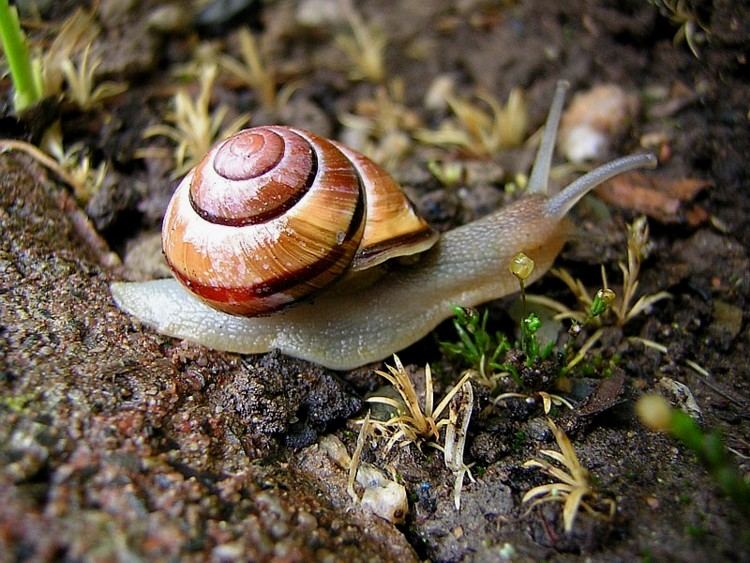 Schnecke im Regen