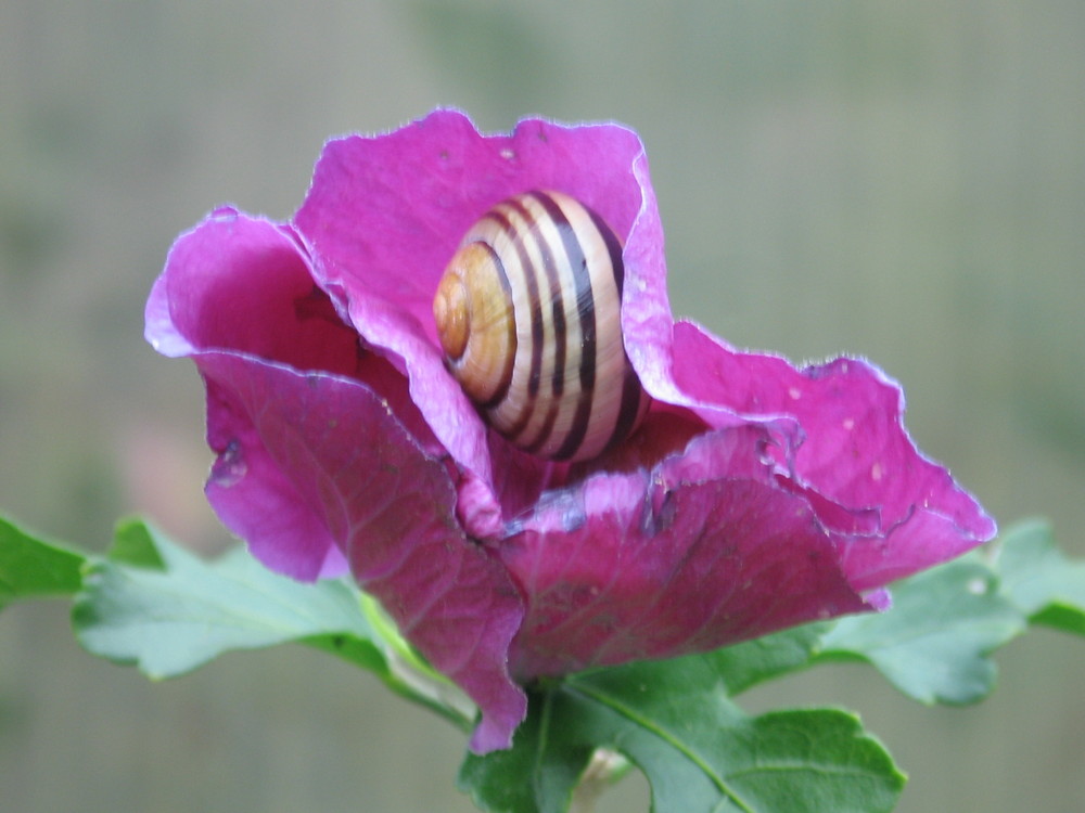 Schnecke im rosa Blütenhaus