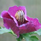 Schnecke im rosa Blütenhaus