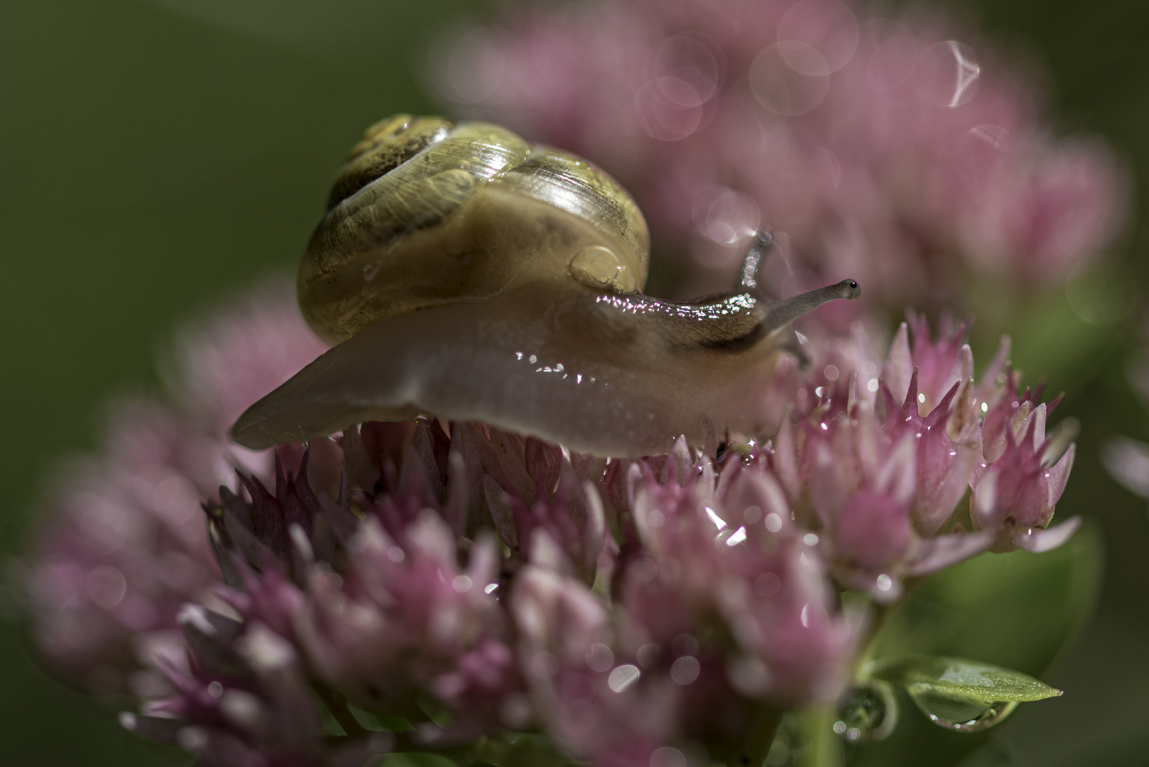 Schnecke im rosa Glück