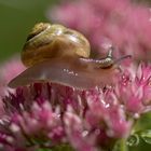 Schnecke im rosa Glück