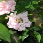 Schnecke im Rosenbett