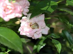 Schnecke im Rosenbett