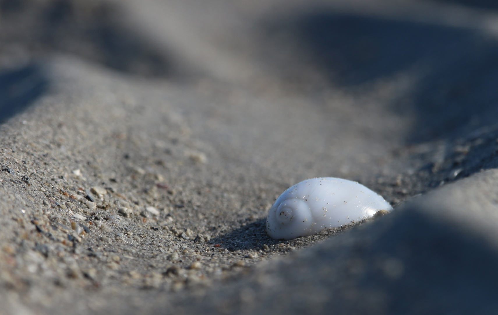 Schnecke im Sand