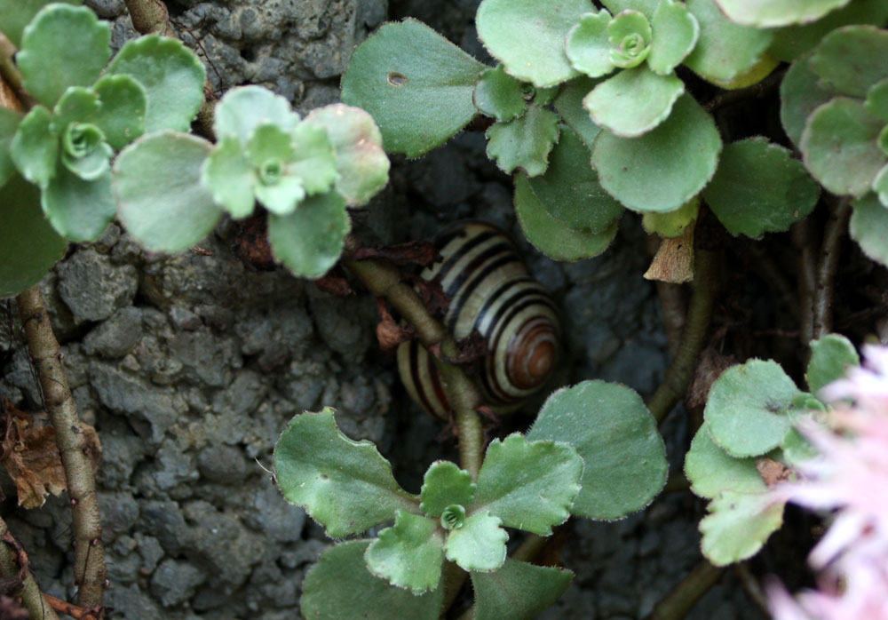 Schnecke im Schatten