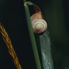 Schnecke im Schilf