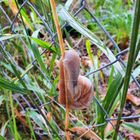 Schnecke im Schilf