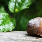 Schnecke im Schlaf