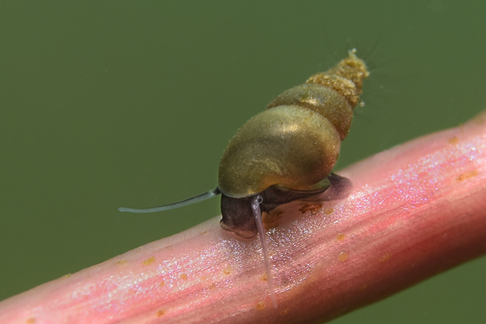 Schnecke im See