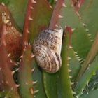 Schnecke im "SM-STUDIO" !