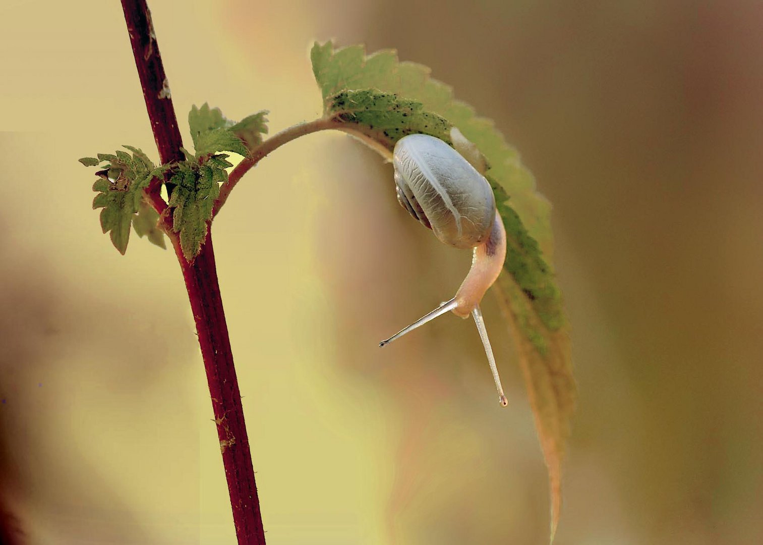 Schnecke im Sonnenlicht 