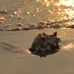 Schnecke im Sonnenuntergang