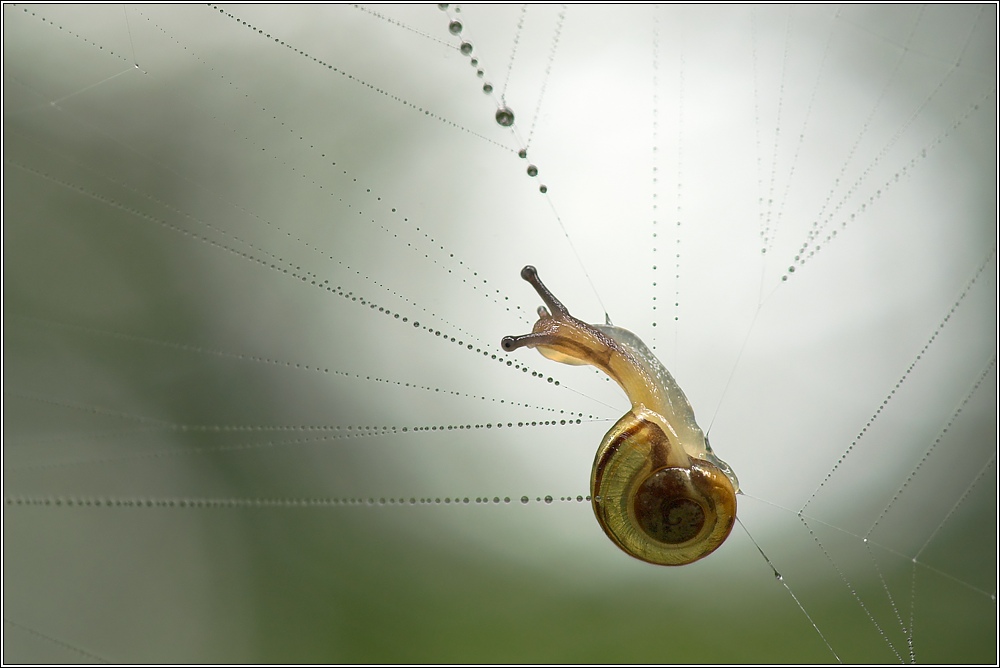 Schnecke im Spinnennetz