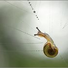 Schnecke im Spinnennetz