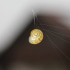 Schnecke im Spinnennetz - Wie kommt sie dahin?