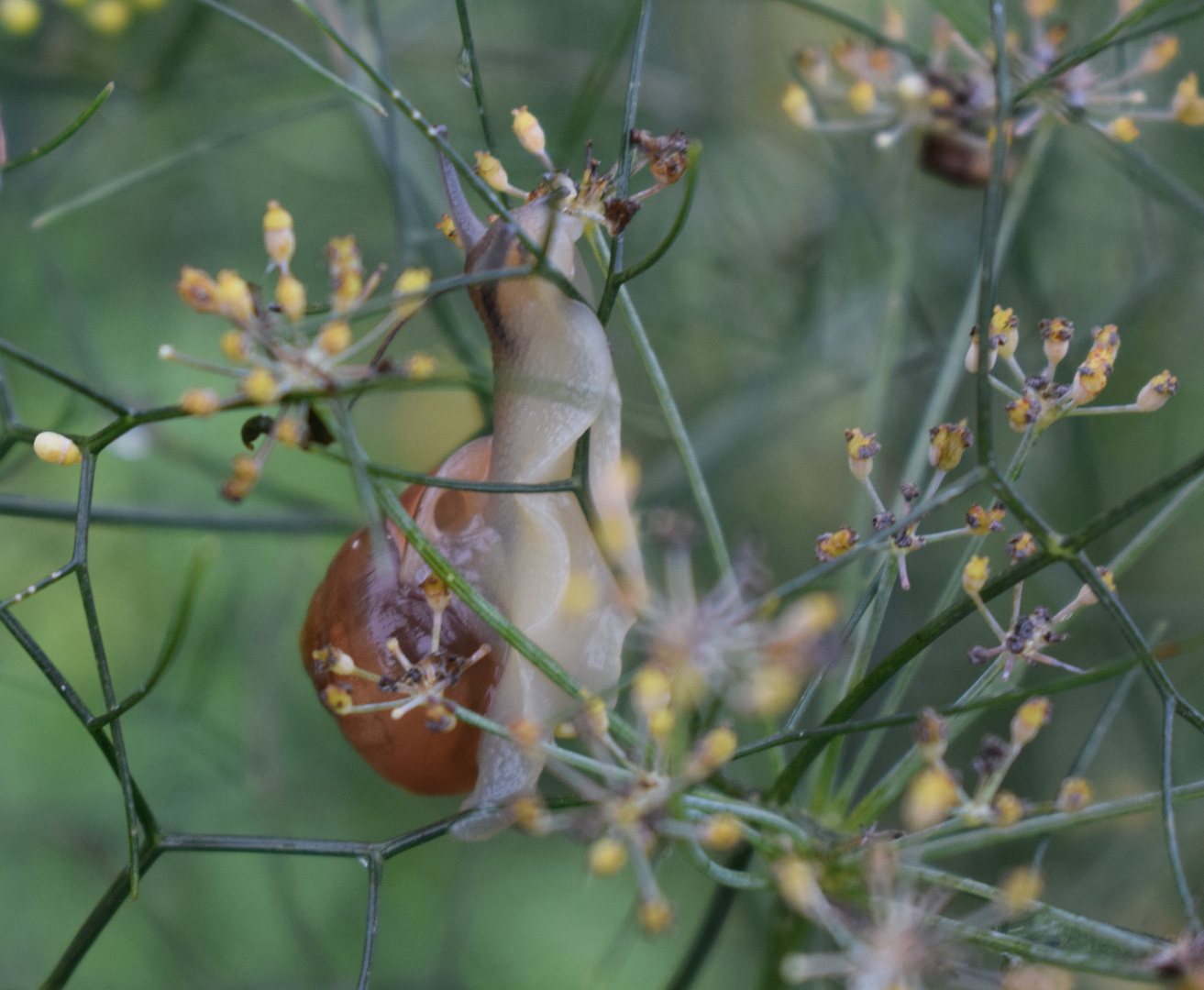 Schnecke im Staudenfenchel